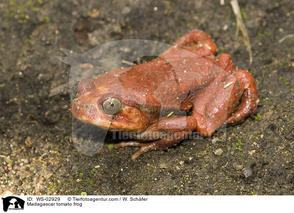 Madagascar tomato frog / WS-02929