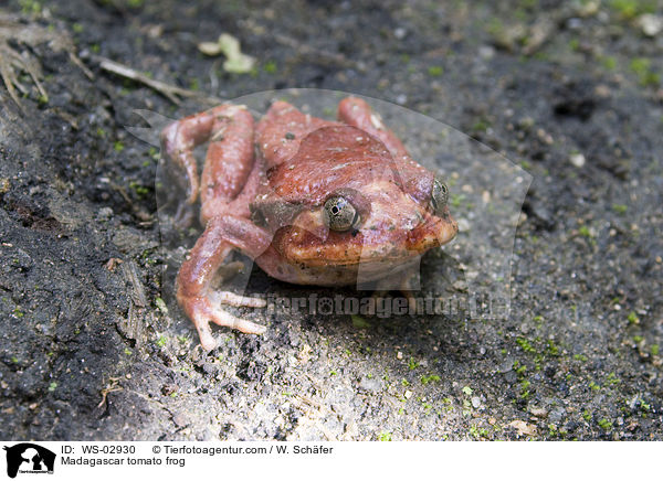 Madagascar tomato frog / WS-02930