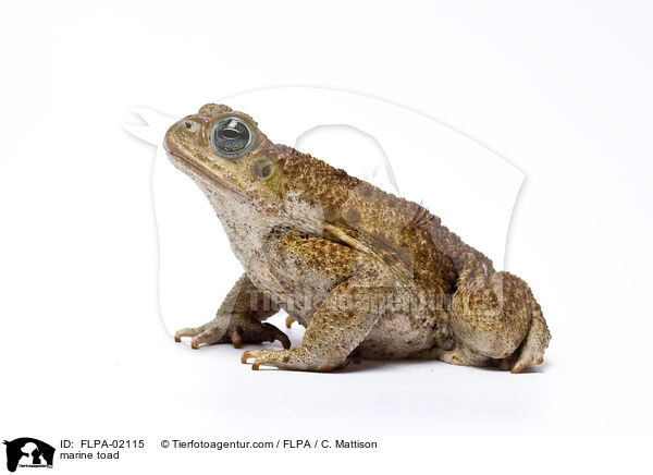 Aga-Krte / marine toad / FLPA-02115