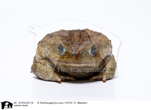 Aga-Krte / marine toad / FLPA-02116