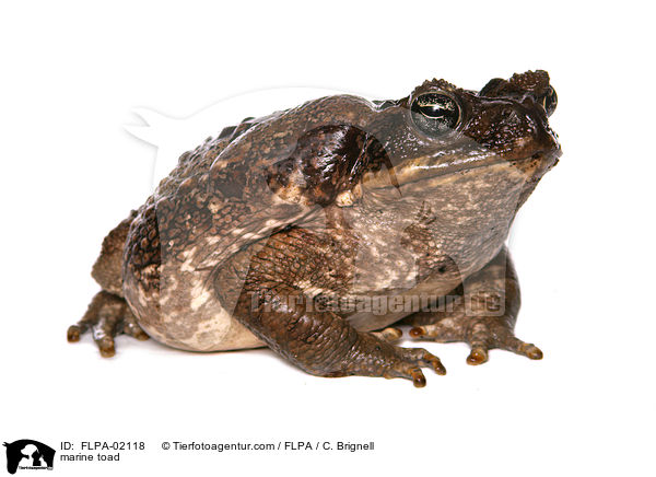 marine toad / FLPA-02118