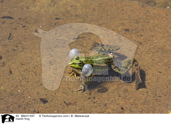 Seefrosch / marsh frog / BM-01397