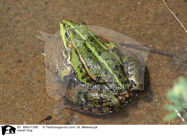 Seefrosch / marsh frog / BM-01398