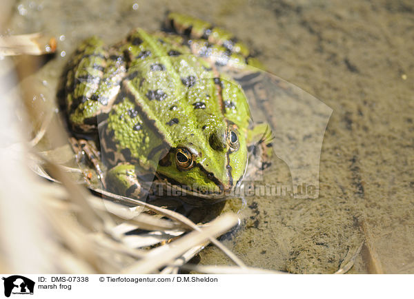 Seefrosch / marsh frog / DMS-07338