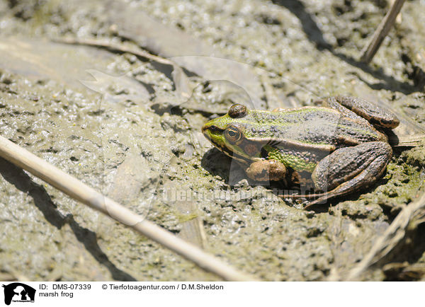 marsh frog / DMS-07339