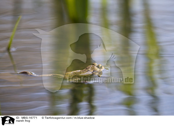 Seefrosch / marsh frog / MBS-16771