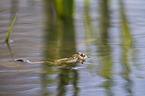marsh frog