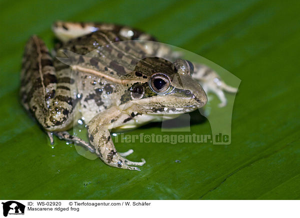 Mascarene ridged frog / WS-02920