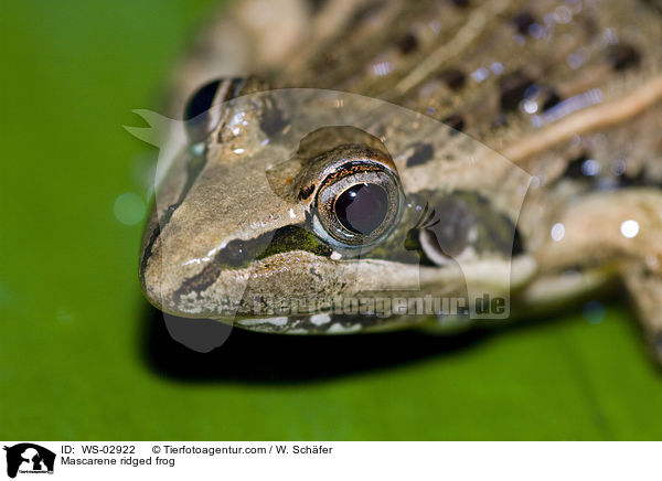 Maskarenenfrosch / Mascarene ridged frog / WS-02922