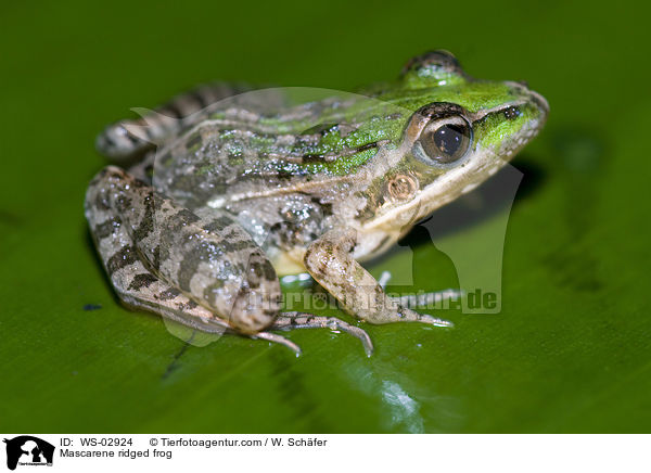 Maskarenenfrosch / Mascarene ridged frog / WS-02924