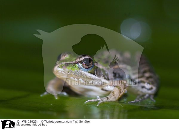 Maskarenenfrosch / Mascarene ridged frog / WS-02925