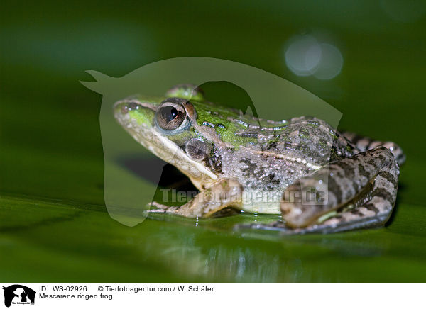 Maskarenenfrosch / Mascarene ridged frog / WS-02926