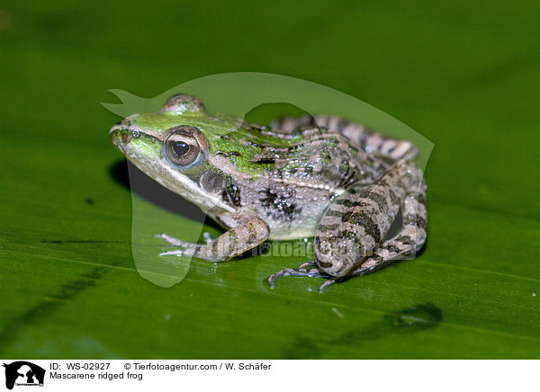 Mascarene ridged frog / WS-02927
