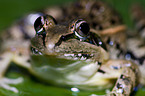 Mascarene ridged frog