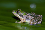 Mascarene ridged frog