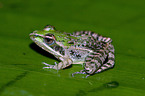Mascarene ridged frog