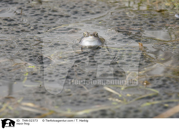 Moorfrosch / moor frog / THA-02373
