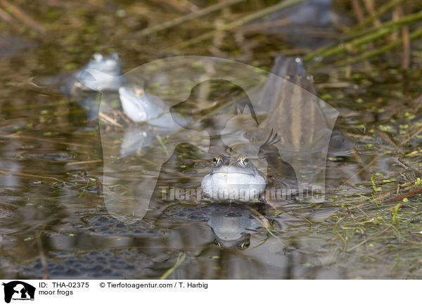 Moorfrsche / moor frogs / THA-02375