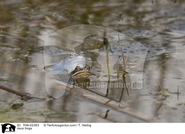 Moorfrsche / moor frogs / THA-02383