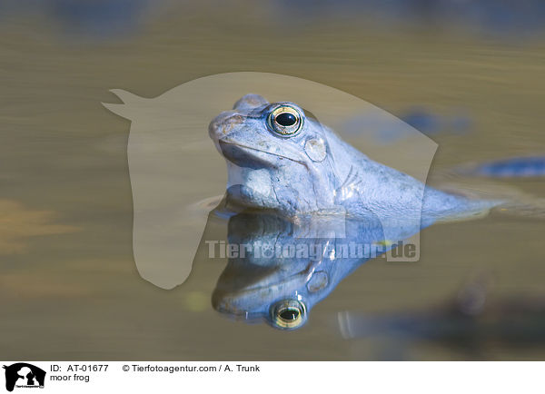 Moorfrosch / moor frog / AT-01677