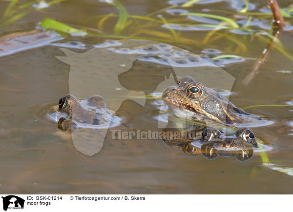 Moorfrsche / moor frogs / BSK-01214