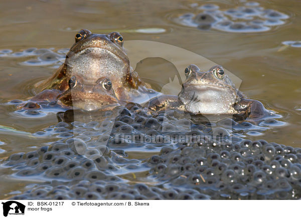 moor frogs / BSK-01217
