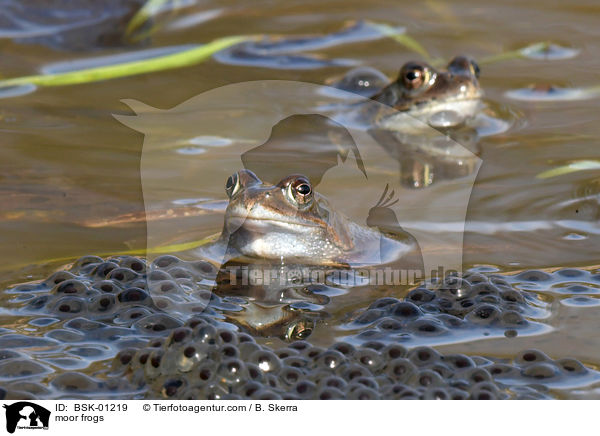 moor frogs / BSK-01219
