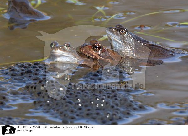 moor frogs / BSK-01220