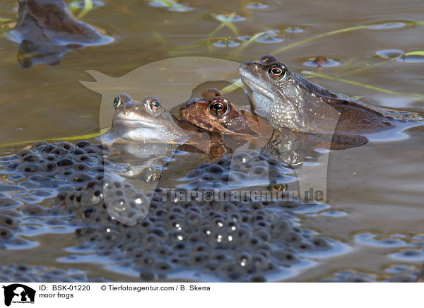 Moorfrsche / moor frogs / BSK-01220