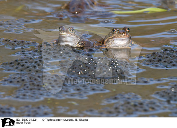 moor frogs / BSK-01221