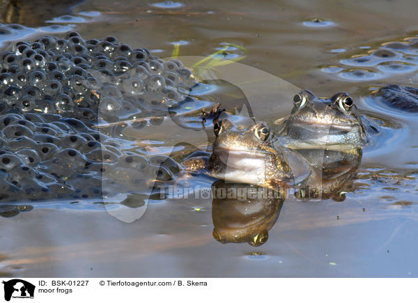 moor frogs / BSK-01227