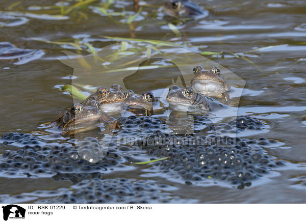 moor frogs / BSK-01229