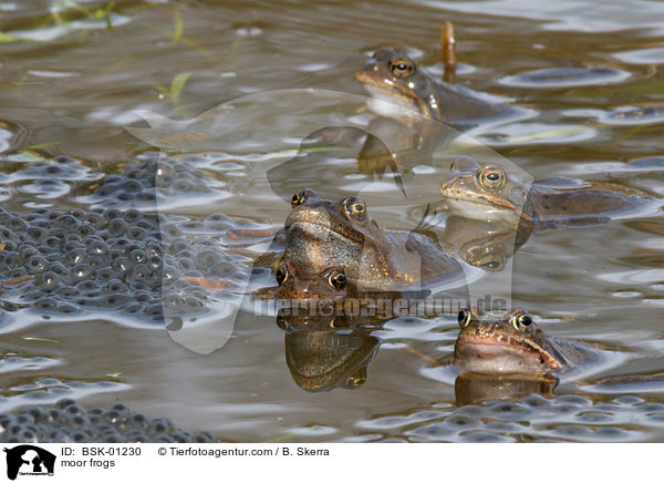 moor frogs / BSK-01230