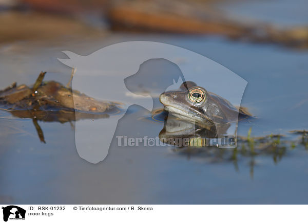 moor frogs / BSK-01232