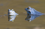 moor frogs