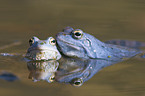moor frogs