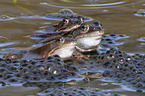 moor frogs