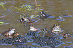 moor frogs