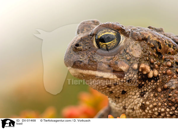 toad / DV-01468