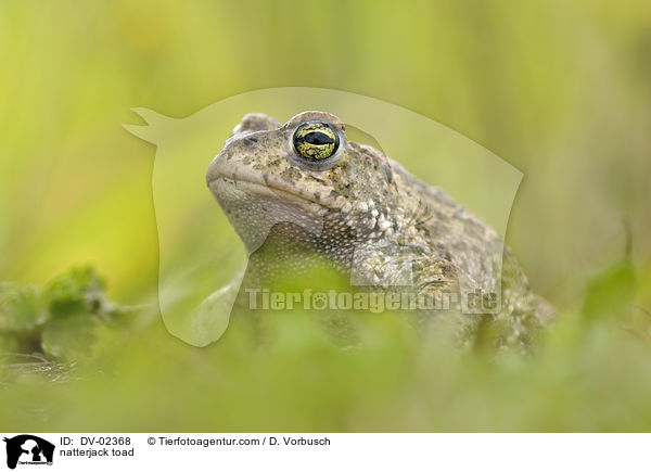 natterjack toad / DV-02368