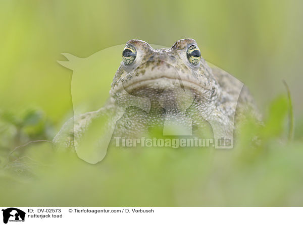 natterjack toad / DV-02573
