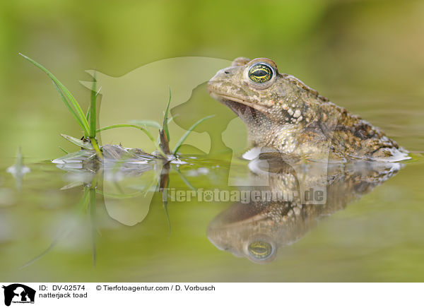 natterjack toad / DV-02574