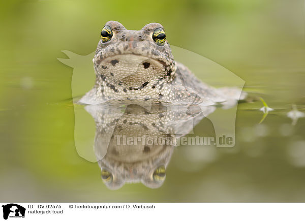 natterjack toad / DV-02575