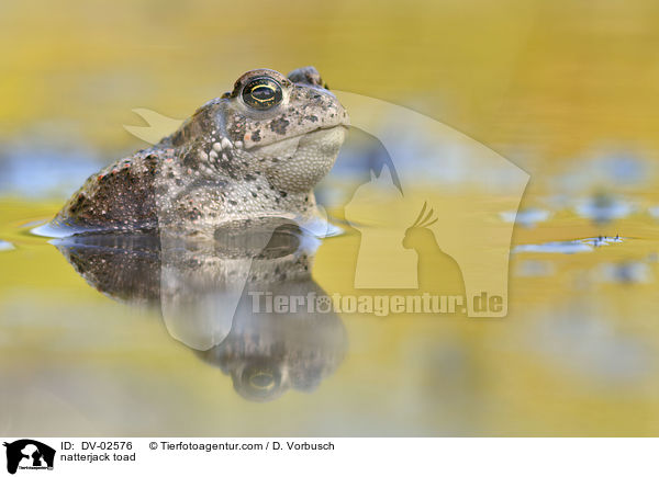 natterjack toad / DV-02576