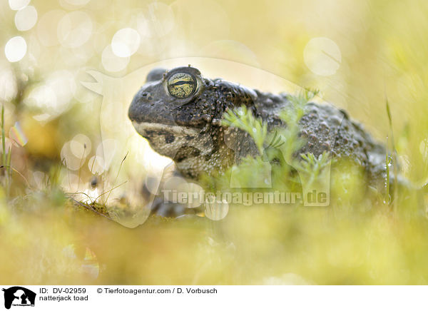 natterjack toad / DV-02959