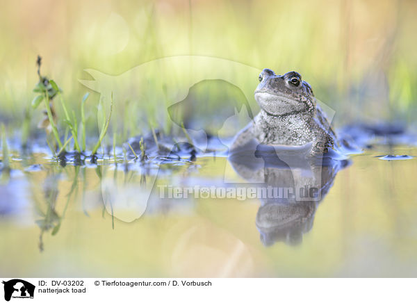 natterjack toad / DV-03202
