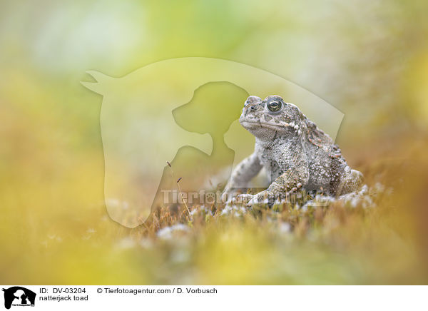 natterjack toad / DV-03204