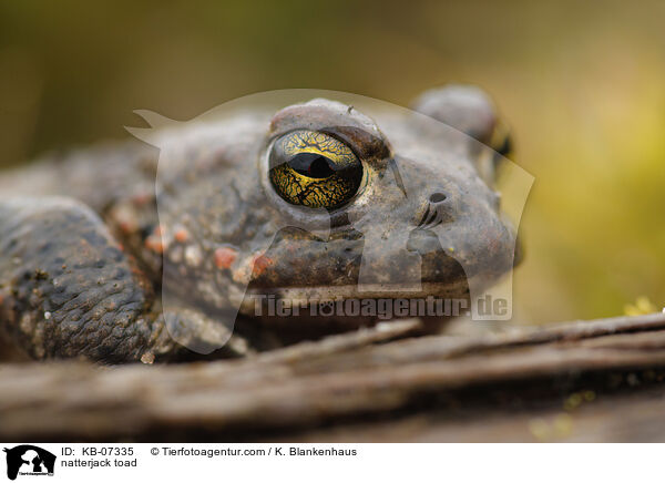 natterjack toad / KB-07335