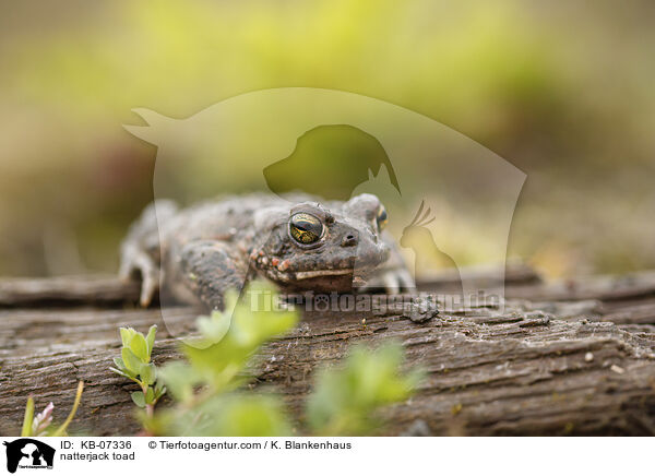 Kreuzkrte / natterjack toad / KB-07336