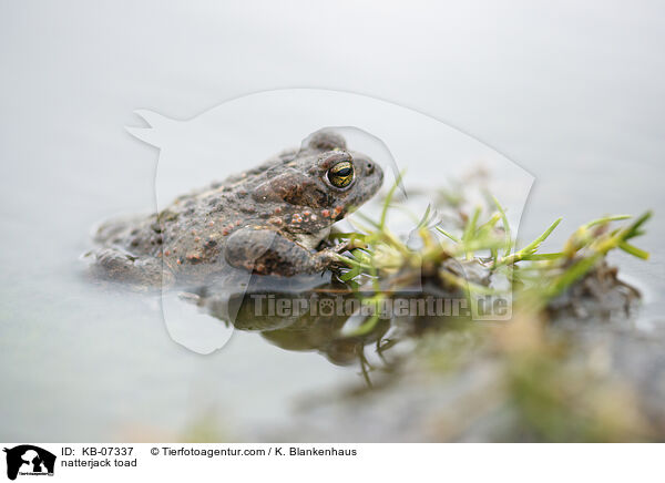natterjack toad / KB-07337